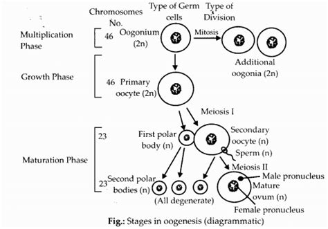 Ncert Exemplar Solutions For Class 12 Biology Chapter 3 Human Reproduction