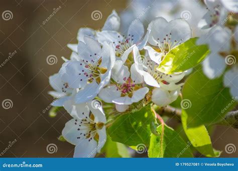 Fruit Tree Blossom Tender White Flowers In Spring On Blue Sky