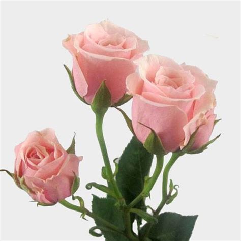 Spray Rose Light Pink Wholesale Blooms By The Box