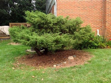 Heres A Large Juniper Shrub At The Corner Of The House Landscaping