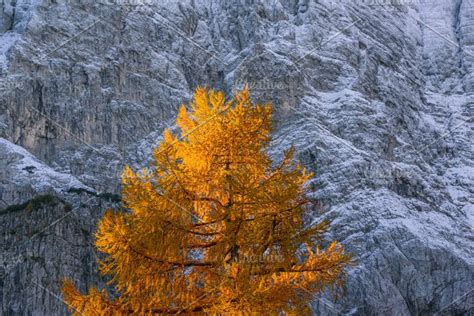 Larch Tree In Autumn Containing Larch Mountain And Lake High