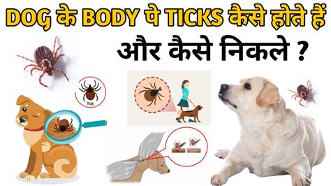 Ticks और Flea आने से कैसे रोके How To Remove Ticks From Dogs Body