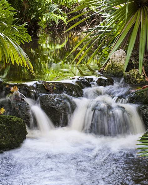 Waterfall In Tropical Stream Stock Photo Image Of Green Palmetto