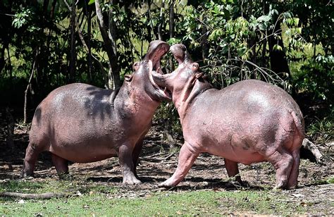 Pablo Escobars Hippos Are The Worlds Largest Invasive Species The