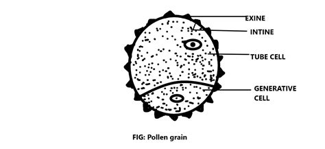 Draw A Labelled Diagram Of The Pollen Grain