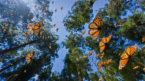 Posts Tagged With Monarch Butterfly Biosphere Reserve Bing Wallpaper