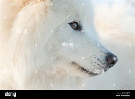 Samoyed In Snow Stock Photo Alamy