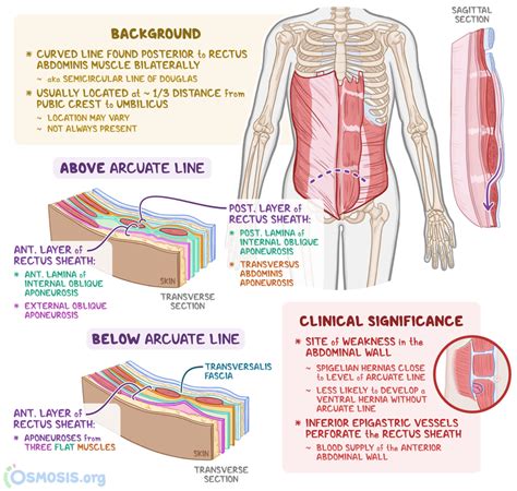 Abdominal Wall Anatomy Arcuate Line Anterior Abdominal Wall Anatomy