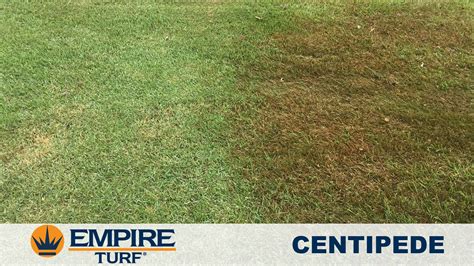 Empire Zoysia Vs Centipede Grass Sod University Sod Solutions