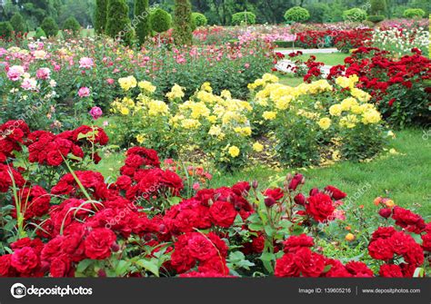 Beautiful Rose Flowers Stock Photo By ©chantall 139605216