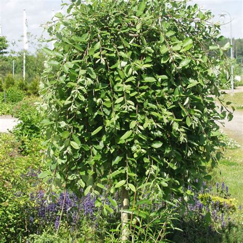 242 likes · 77 talking about this. Salix caprea (верба козяча) 'Kilmarnock' - Сад-Город