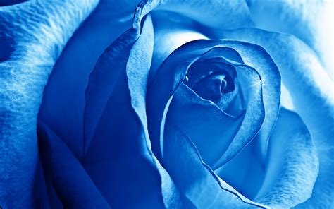 Blue Rose Wallpapers | Wallpapers HD