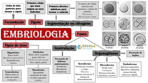 O Que é Embriologia Tipos De Embriologia Fases Da Embriologia