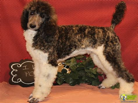 See ridgewood kennels poodle puppies for sale in pa below! Jake - Standard Parti Poodle Puppy - Renowned Poodles