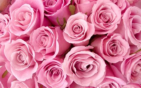 Wallpapers Hd Special Pink Roses