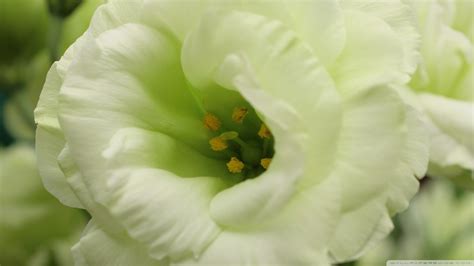 Wayfair.com has been visited by 1m+ users in the past month Download White Flower Macro Photography Wallpaper ...
