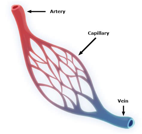 Interesting Facts About Blood Vessels Arteries Veins And Capillaries HubPages