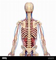 Menschliche Anatomie, artwork Stockfotografie - Alamy