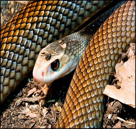 16 Best Papuan Taipan Images On Pinterest Snake Snakes And Papua New