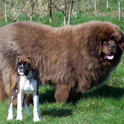 Diese 14 Riesen Hunde Beweisen Große Liebe Kommt Mit Viel Sabber