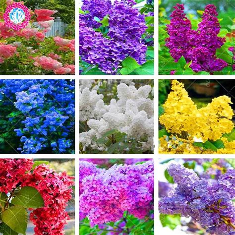 100pcs Japanese Bonsai Lilac Flower Purple Syringa Plants Perennial Flowering Potted Tree Plants