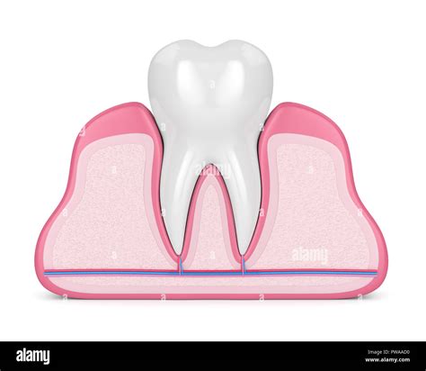 3d Render Of Tooth In Gums With Nerves And Blood Vessels Over White