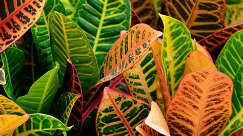 Croton How To Grow And Care For Croton Plants The Old Farmers Almanac