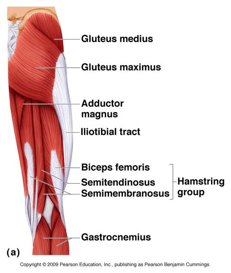 Muscle Anatomy Anatomy Pinterest Músculos Anatomía Y Musculos