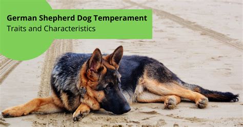 German Shepherd Dog Temperament Traits And Characteristics