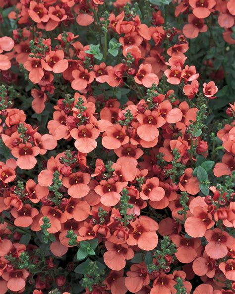 Flying Colors Coral Twinspur Diascia Hybrid Proven Winners