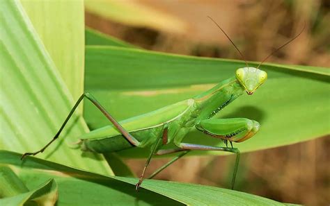 Praying Mantis The Animal Facts Appearance Diet Habitat Lifespan
