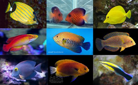 Top 10 Classic Hawaiian Aquarium Fish Reef Builders The Reef And