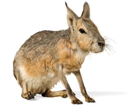 Maybe you would like to learn more about one of these? Capybara Significado En Espanol