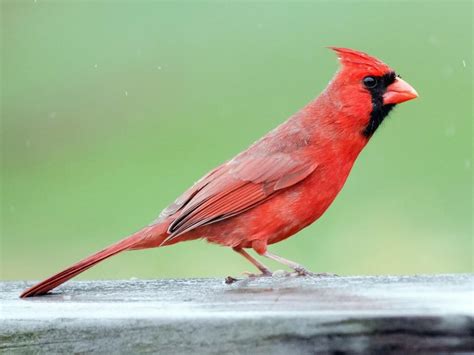 West Virginia State Bird Cardinal