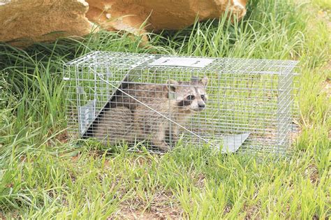 To place the proper bait, you should know what kind of food woodchucks prefer. Get Rid Of Raccoons - From Bird Feeders Or Pet Food