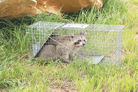 Get Rid Of Raccoons - From Bird Feeders Or Pet Food