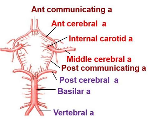 It arises around the level of the third cervical vertebra when the common carotid bifurcates into this unlike the external carotid artery, the internal carotid normally has no branches in the neck. 47 best Advantage Vein Institute images on Pinterest ...