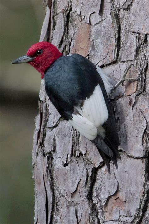 Red Headed Woodpecker Photo Joanne Kamo Photos At