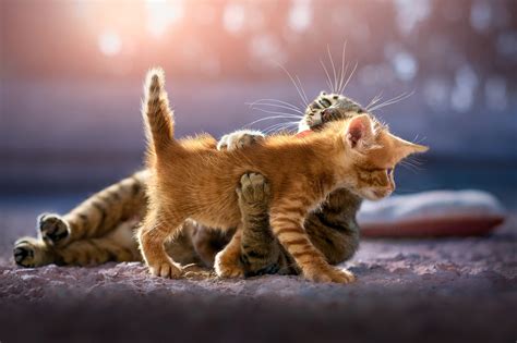 10 Choices Cute Desktop Wallpaper Cat You Can Download It For Free