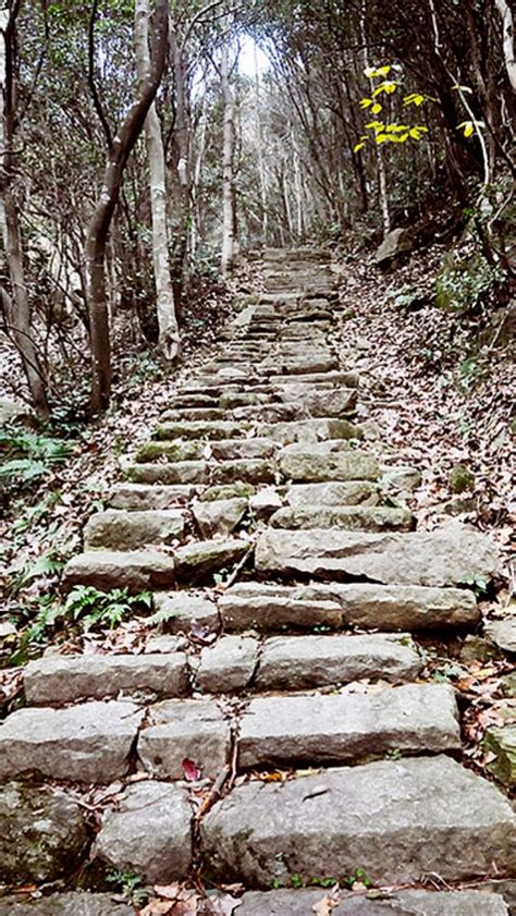 Pin On Beautiful Forest And Forest Paths