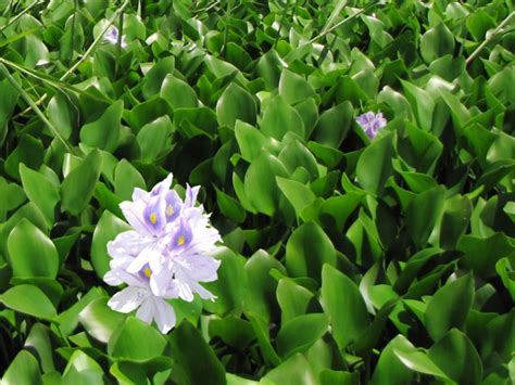 Water hyacinth (Eichhornia crassipes), any opportunities for the Alaotra wetlands and ...