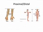 Proximal Distal Anatomy - Anatomical Charts & Posters