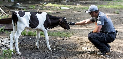 Update Animals From Massive Farm Cruelty Case Continue To Heal Aspca