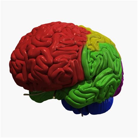 Human Brain Regions 3d Model By Dcbittorf