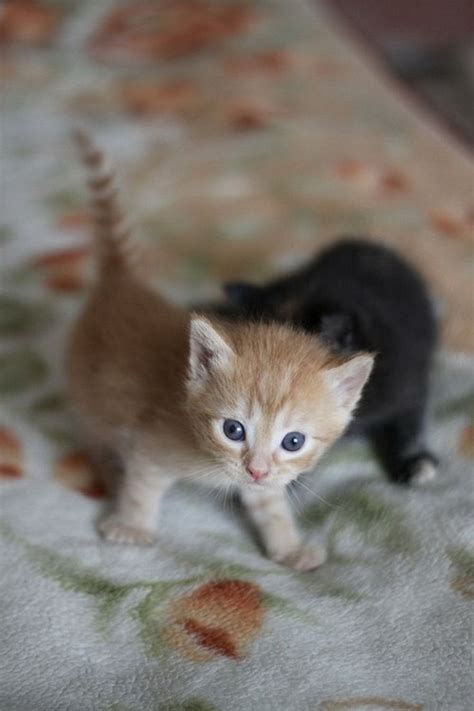 Little kitten playing on the grass close up. Super Cute Baby Kittens Wallpapers | Kittens cutest baby ...