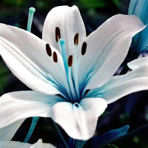 10pcs Rare Blue Heart Lily Bulbs Seeds In 2020 Lily Seeds Lily Bulbs