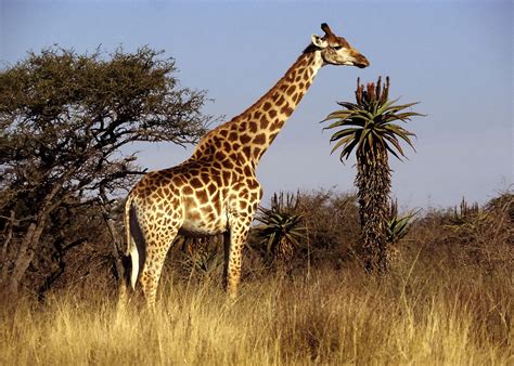 The Giraffe Largest Animal In The World Animals Lover