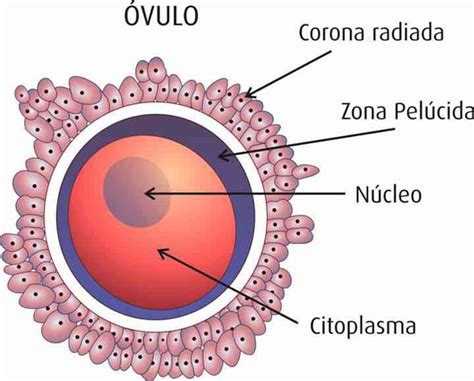 ¿qué Es Un óvulo Glosario De Ciencias Ambientech