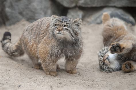 Calgary Zoo Has Two New Pallas Cat Sisters Named Nox And Pema Raww