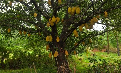 Different types of jackfruit tree. Jackfruit » Photo Blog by Rajan Parrikar